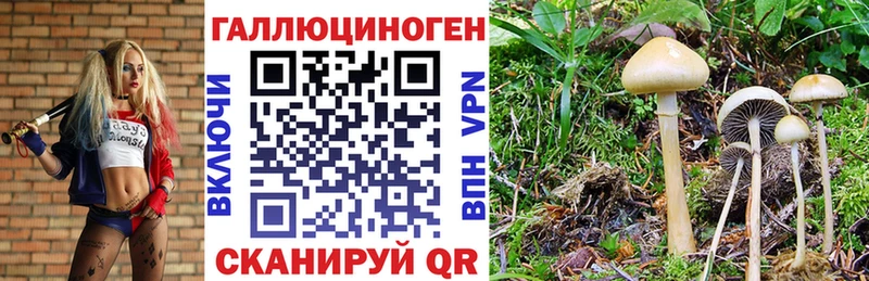 Псилоцибиновые грибы Cubensis  Купить закладки  Пенза 